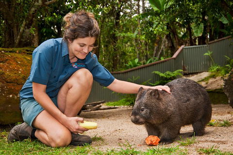 Kuranda Koala Gardens General Entry Ticket - Perths Hotel 4