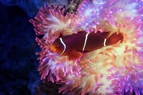 Cairns Aquarium By Twilight With 3-Course Dinner - Perths Hotel 0