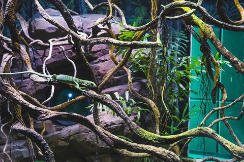 Cairns Aquarium By Twilight With 3-Course Dinner - Perths Hotel 2