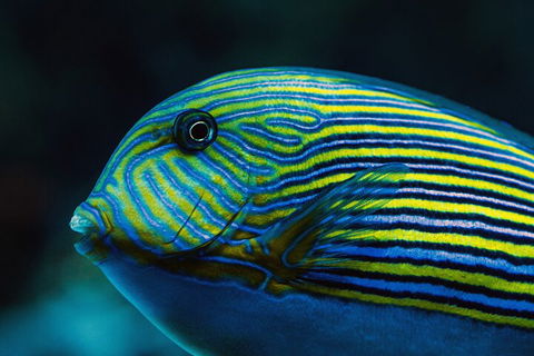 Cairns Aquarium By Twilight With 3-Course Dinner - Perths Hotel 5