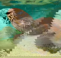 Cairns Aquarium Marine Life Encounter Ticket with 2-Course Lunch - Perths Hotel