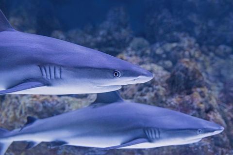 Cairns Aquarium Dive With The Sharks - Perths Hotel 1