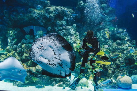 Cairns Aquarium Dive With The Sharks - Perths Hotel 2