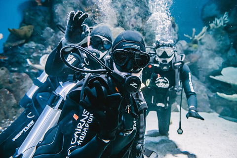 Cairns Aquarium Dive With The Sharks - Perths Hotel 3