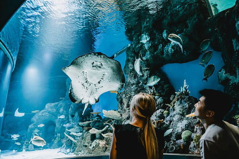 Cairns Aquarium Dive With The Sharks - Perths Hotel 4
