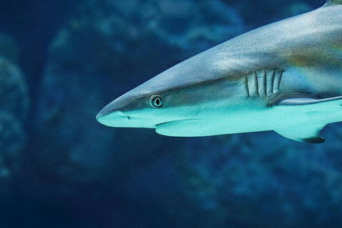 Cairns Aquarium Dive With The Sharks - Perths Hotel 5