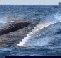 Whale Watching by Sea World Cruises - Perths Hotel