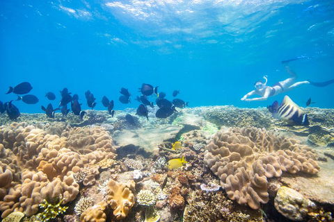 Outer Reef Pontoon Experience From Cairns - Perths Hotel 4