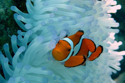 Seastar Luxury Outer Great Barrier Reef Island And Reef Tour From Cairns - Perths Hotel 0