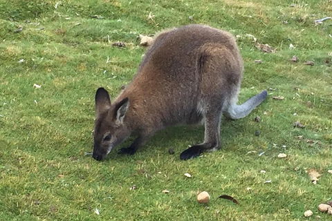 Cradle Mountain Day Tour From Launceston Including Lunch - Perths Hotel 5