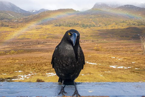 Cradle Mountain Park Explorer Guided Tour - Perths Hotel 2