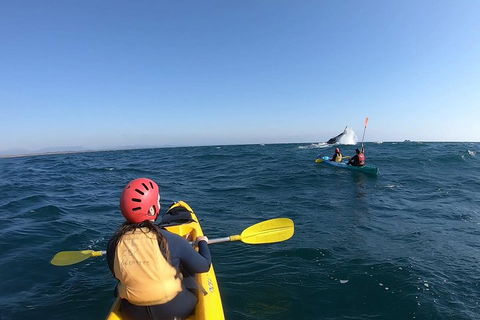 Kayaking With Dolphins In Byron Bay Guided Tour - Perths Hotel 3