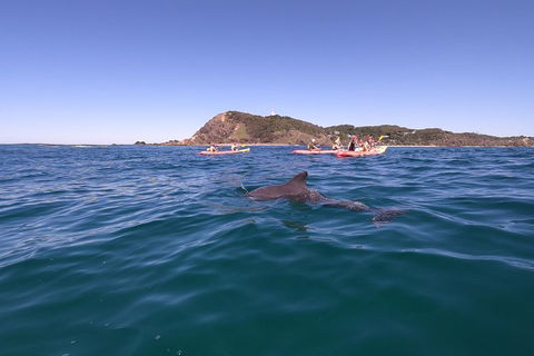 Kayaking With Dolphins In Byron Bay Guided Tour - Perths Hotel 5