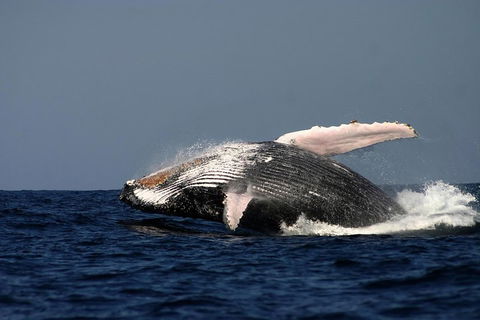 Sydney Whale-Watching Cruise Including Lunch Or Breakfast - Perths Hotel 1