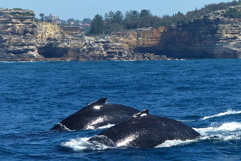 Sydney Whale-Watching Cruise Including Lunch Or Breakfast - Perths Hotel 2