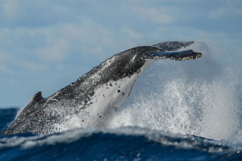 Sydney Whale-Watching Cruise Including Lunch Or Breakfast - Perths Hotel 4
