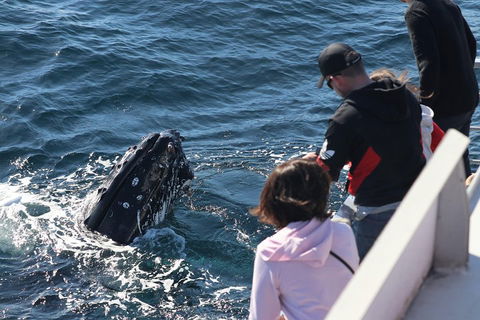 Sydney Whale-Watching Cruise Including Lunch Or Breakfast - Perths Hotel 5