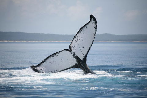 Hervey Bay Whale Watching Cruise - Perths Hotel 0