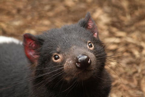 Day Tour In Mt. Field, Mt. Wellington, Bonorong Wildlife Sanctuary And Richmond - Perths Hotel 4