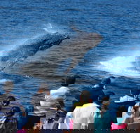 Tangalooma Island Resort Whale Watching Day Cruise - Perths Hotel