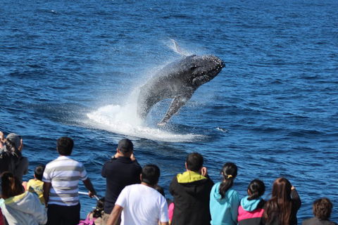 Tangalooma Island Resort Whale Watching Day Cruise - Perths Hotel 0