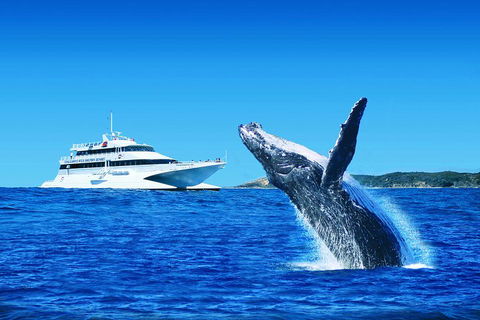 Tangalooma Island Resort Whale Watching Day Cruise - Perths Hotel 1