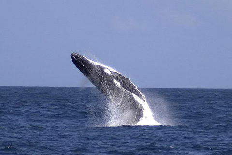 Tangalooma Island Resort Whale Watching Day Cruise With Dolphin Viewing - Perths Hotel 4