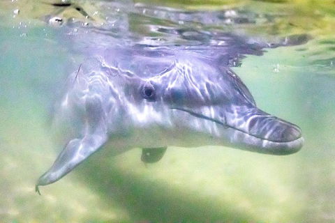 Tangalooma Island Resort Whale Watching Day Cruise With Dolphin Feeding - Perths Hotel 0