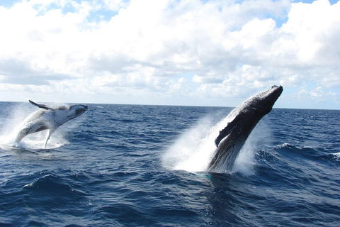 Tangalooma Island Resort Whale Watching Day Cruise With Dolphin Feeding - Perths Hotel 1