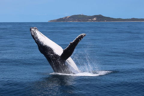 Tangalooma Island Resort Whale Watching Day Cruise With Dolphin Feeding - Perths Hotel 3