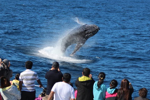 Tangalooma Island Resort Whale Watching Day Cruise With Dolphin Feeding - Perths Hotel 5