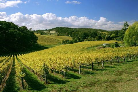 McLaren Vale And Glenelg Wine Tasting And Sightseeing (Half-day Afternoon) - Perths Hotel 4