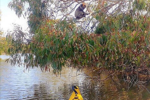 Kangaroo Island Self-Guided Kayaking On The Harriet River - Perths Hotel 4