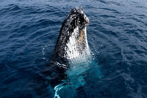 Phillip Island Whale Watching Tour - Perths Hotel 0