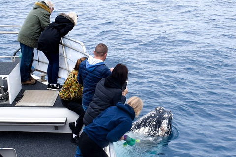 Phillip Island Whale Watching Tour - Perths Hotel 1