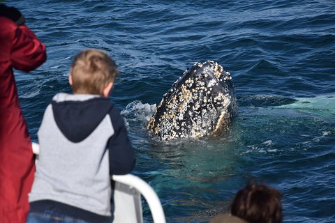 Phillip Island Whale Watching Tour - Perths Hotel 2