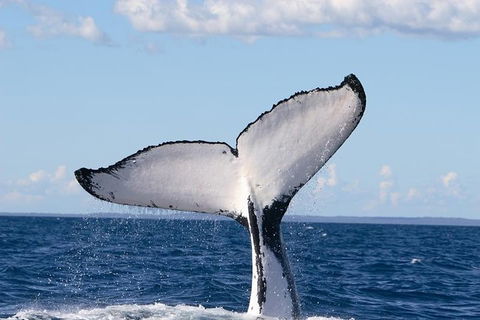 Phillip Island Whale Watching Tour - Perths Hotel 3