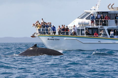 Phillip Island Whale Watching Tour - Perths Hotel 4