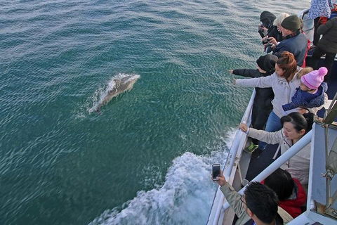 Phillip Island Whale Watching Tour - Perths Hotel 5