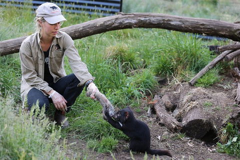 After Dark Tasmanian Devil Feeding Tour At Cradle Mountain - Perths Hotel 1