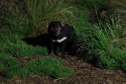 After Dark Tasmanian Devil Feeding Tour At Cradle Mountain - Perths Hotel 4
