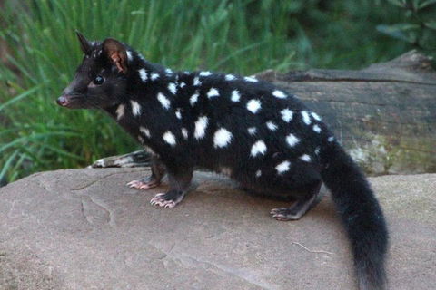 After Dark Tasmanian Devil Feeding Tour At Cradle Mountain - Perths Hotel 5