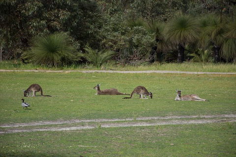 Yanchep & Lancelin - Wildlife, Cave And Sands - Perths Hotel 0