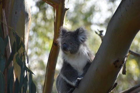 Healesville Sanctuary And Phillip Island Wildlife Bus Tour - Perths Hotel 0