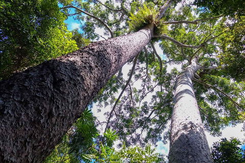 Paronella Park And Millaa Millaa Falls Full-day Tour From Cairns - Perths Hotel 1
