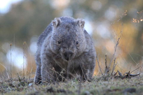 Ultimate Blue Mountains And Wildlife Tour - Perths Hotel 3