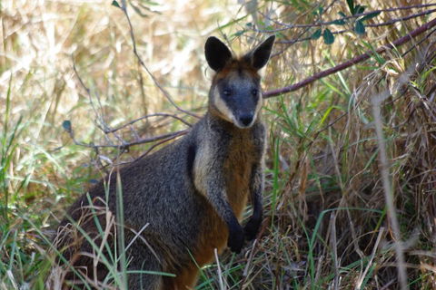 Byron Bay Combo: Hinterland Tour Including Minyon Falls And Kayaking With Dolphins - Perths Hotel 2