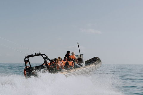 Adventure Whale Watching Tour Mooloolaba - Perths Hotel 0