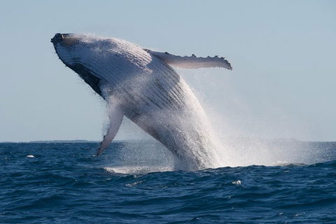 Adventure Whale Watching Tour Mooloolaba - Perths Hotel 5