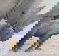 Croc Express to Australia Zoo from Gold Coast - Perths Hotel